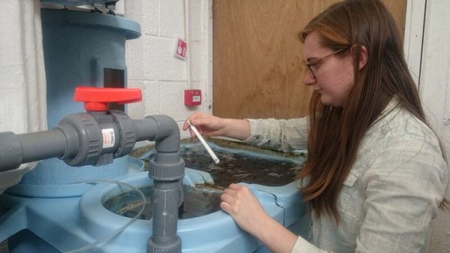Todd Fish Tech testing ammonia levels in a lobster tank