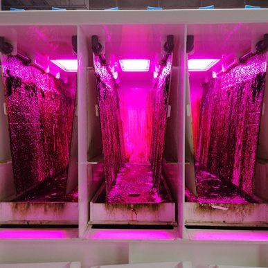 Todd Fish Tech - algal scrubber