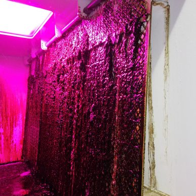 Todd Fish Tech - algal scrubber