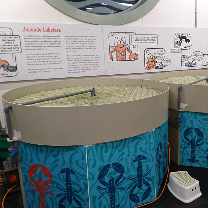 Todd Fish Tech - lobster hatchery - juvenile tanks