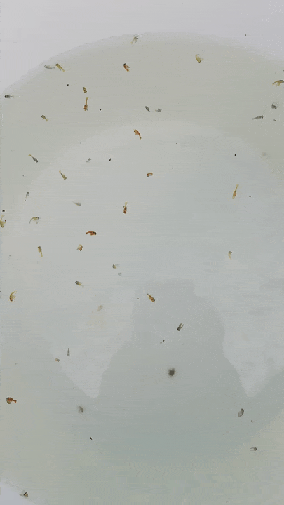 Todd Fish Tech - larval lobster