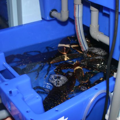 Todd Fish Tech - Lobster Pod