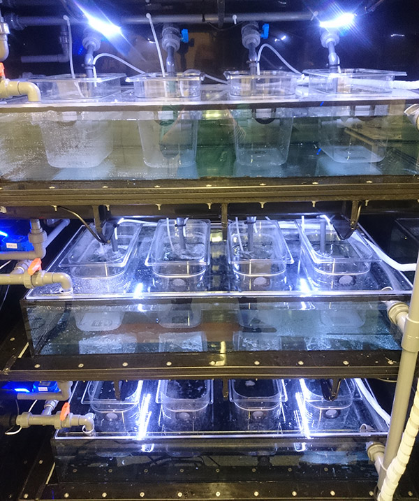 Todd Fish Tech Research Aquarium - Cambridge University research tank in pods.