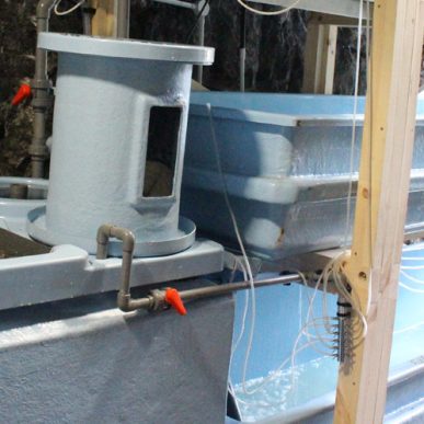 Todd Fish Tech - 250kg shellfish holding tank