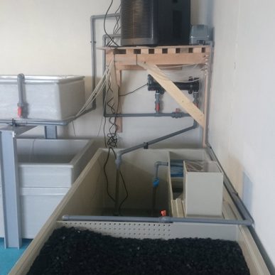 Todd Fish Tech - shellfish holding tank with chiller