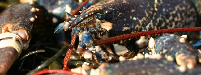 Todd Fish Tech hommarus gammarus European lobster in a Lobster Pod