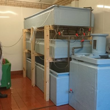 Todd Fish Tech - shellfish holding tanks