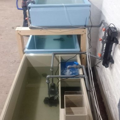 Todd Fish Tech - shellfish holding tanks