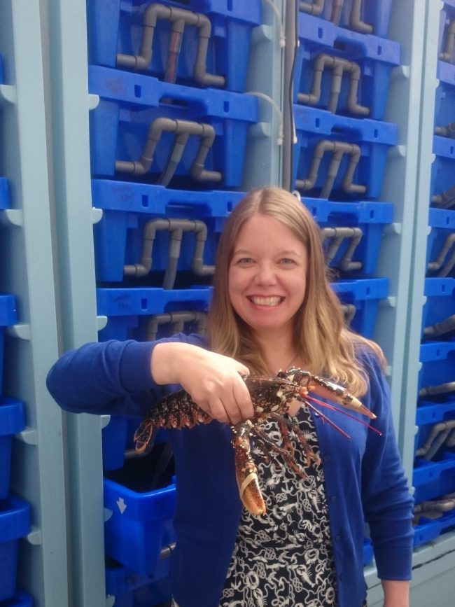 Lobster Pod is Todd Fish Tech's best selling shellfish system