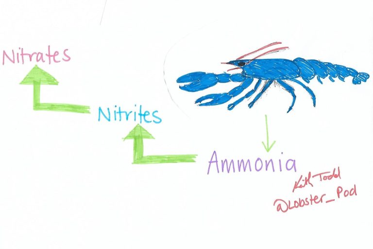 Diagram of ammonia cycle by Dr Keith Todd