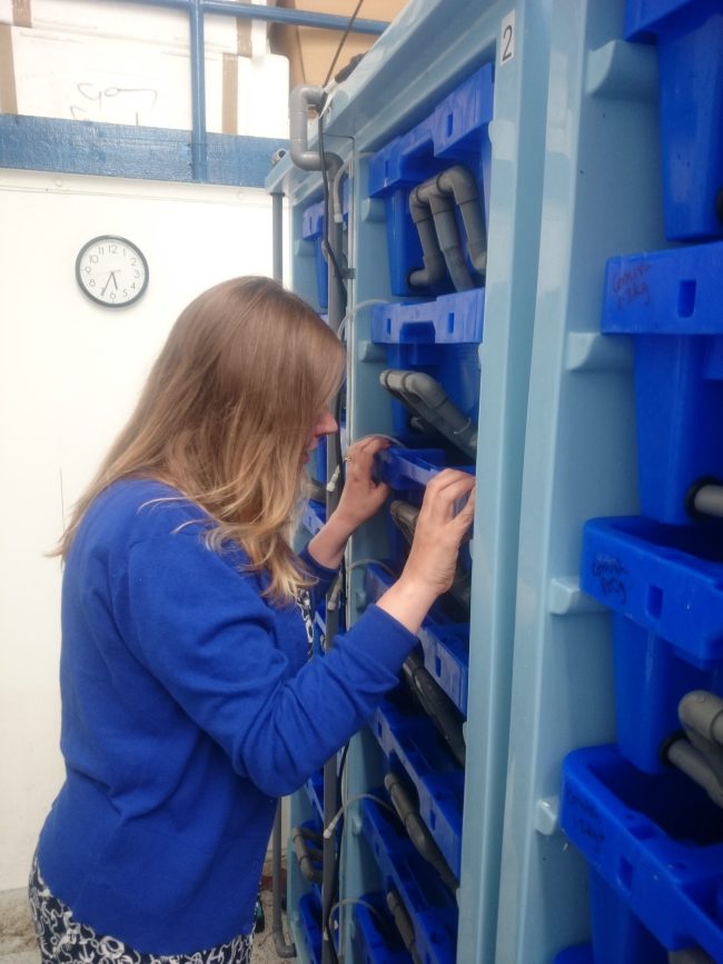 Errin Todd checking lobsters in a Lobster Pod