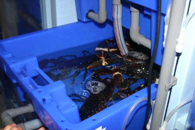 Lobster Pod with lobsters in 2