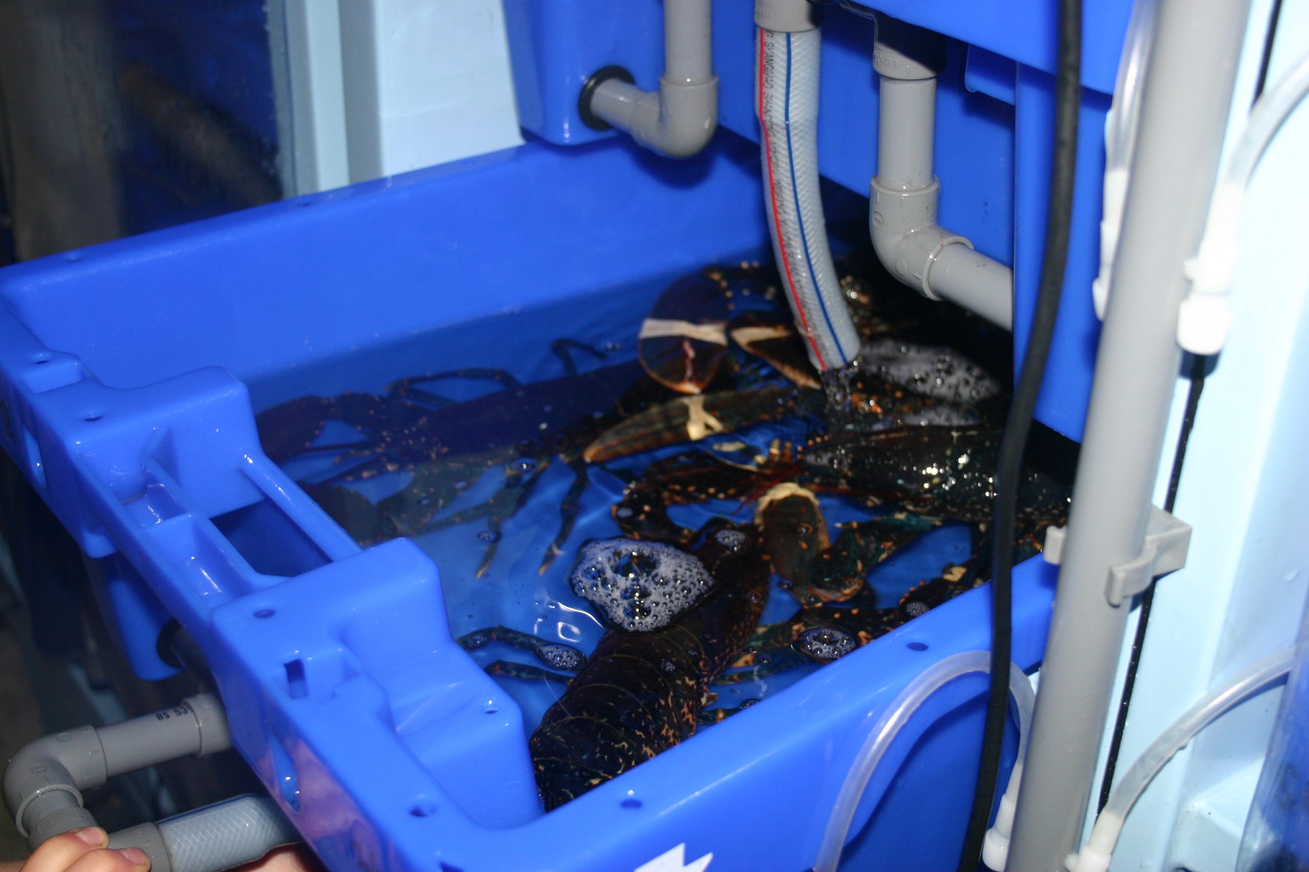 Lobster Pod with lobsters in 2
