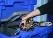 Lobster in Lobster Pod by Todd Fish Tech