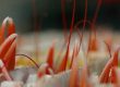 Langoustine in tubes at Todd Fish Tech