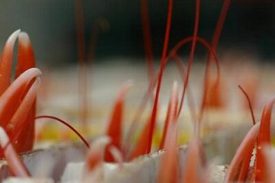 Langoustine in tubes at Todd Fish Tech