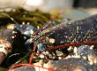 Todd Fish Tech Lobster