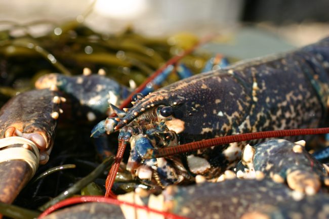Todd Fish Tech lobster Todd Fish Tech Lobster